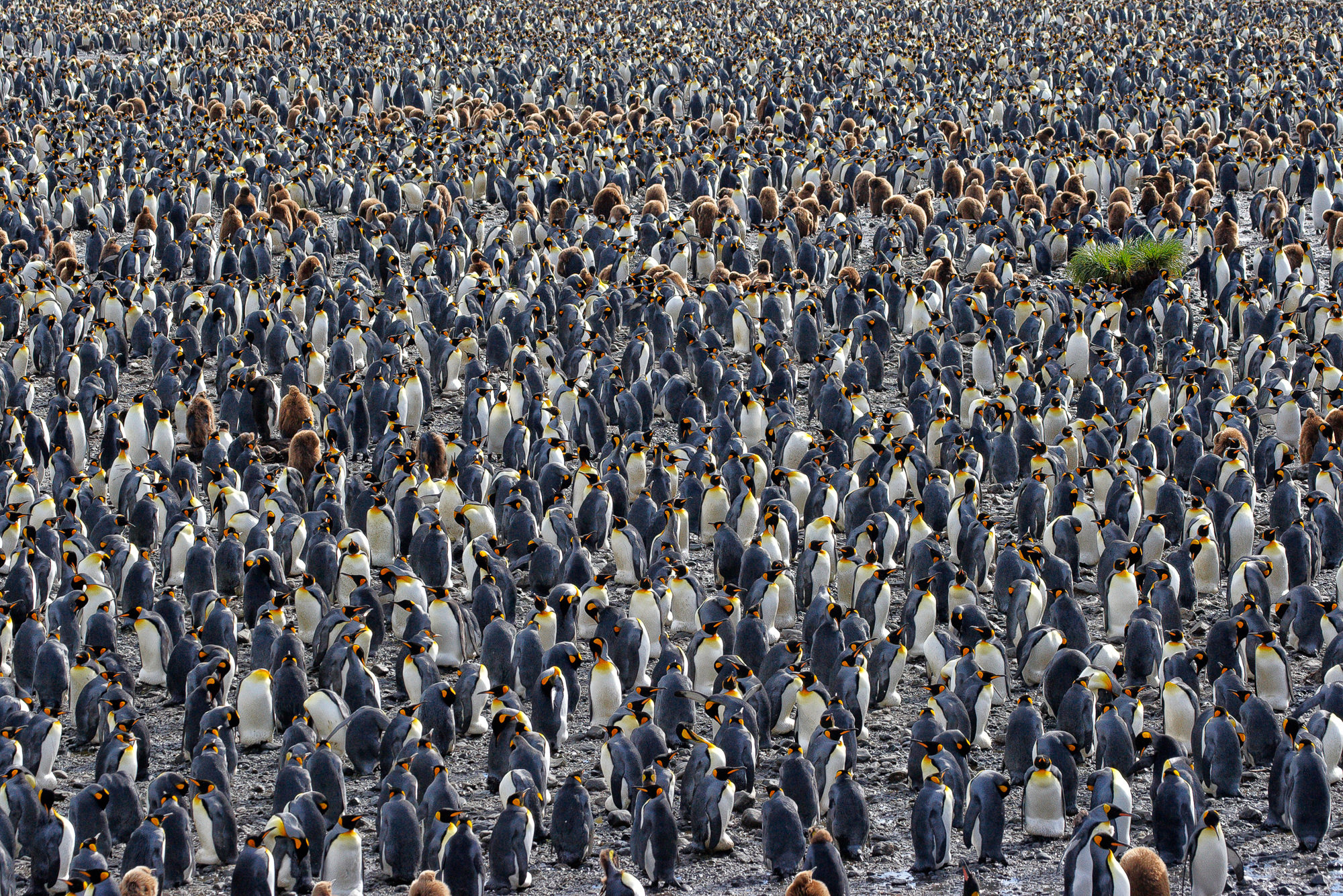 king penguins at Salisbury Plain, South Georgia